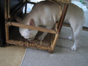 french bulldog  愛：2歳8ヶ月