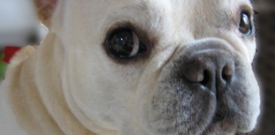 frenchibulldog　愛：もうすぐ6歳の時