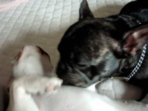 frenchbulldog　メグ：3歳、愛：7ヶ月