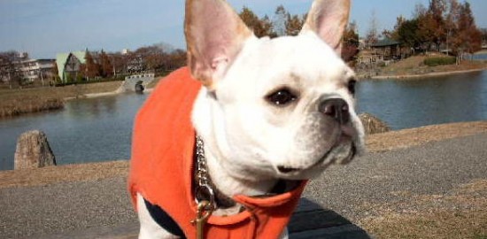 frenchbulldog　愛：もうすぐ1歳