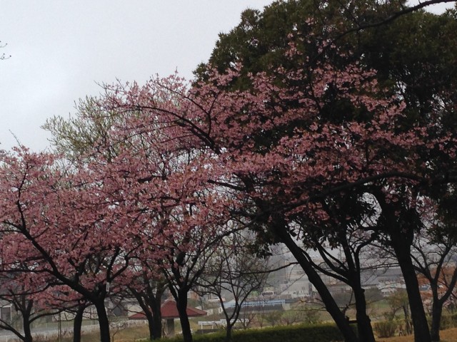 2014/03/27　寒桜