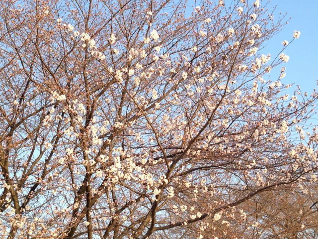 2014/03/28　寒桜