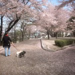 2006/04/16　桜