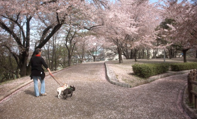 2006/04/16　桜