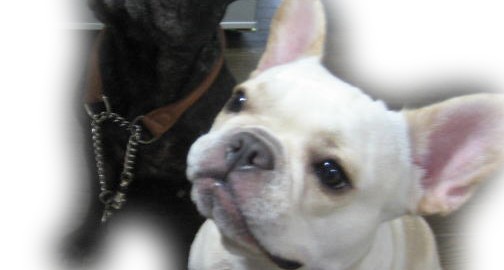 frenchbulldog　メグ:5歳2ヶ月、愛：2歳8ヶ月
