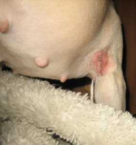 renchbulldog　腫瘍　愛：6歳4ヶ月