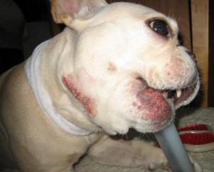 frenchbulldog　腫瘍　愛：6歳4ヶ月