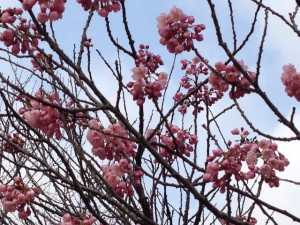早咲きの椿寒桜　2015/03/15