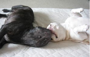 frenchbulldog 　メグ：5歳2ヶ月、愛：2歳8ヶ月