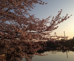 2015/03/30　桜