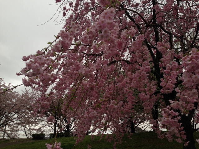 2015/04/06　枝垂れ桜