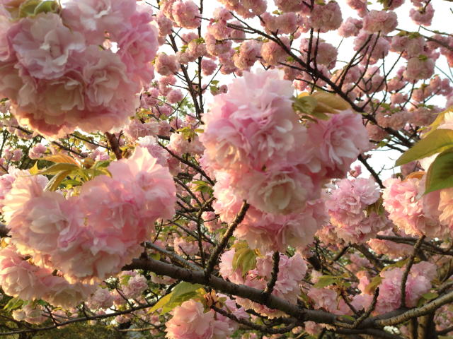 2015/04/16　遅咲き桜