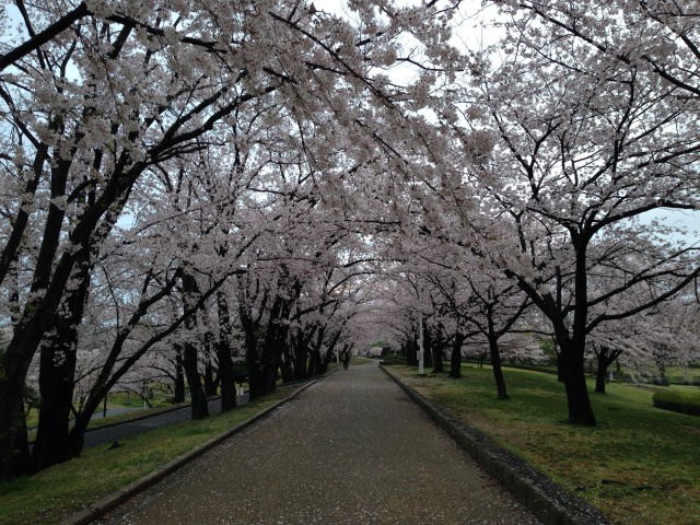 2015/04/04　桜のトンネル