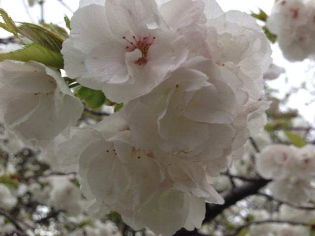 2015/04/07　少し八重の遅咲き桜
