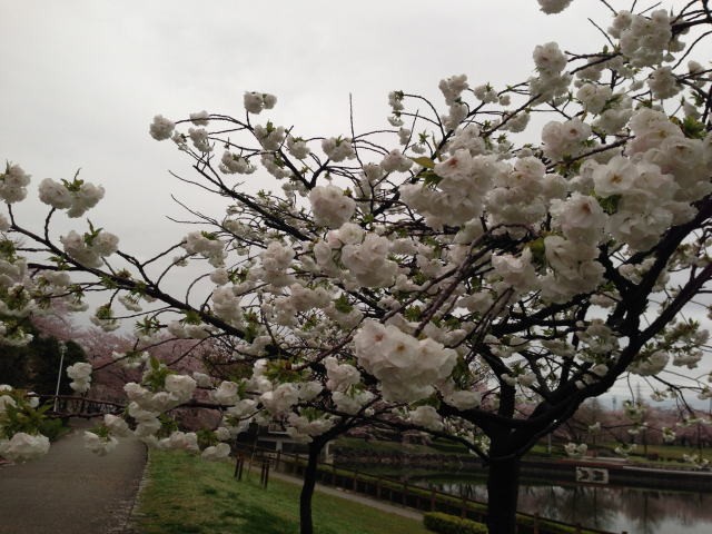2015/04/07　少し八重の桜