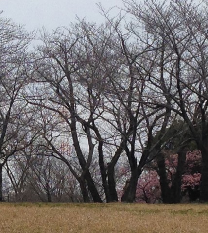 2016/03/13　早咲き桜
