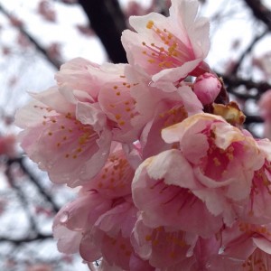 2016-3-19　早咲きの桜
