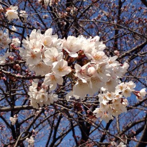 2016/03/27　これも早咲き桜