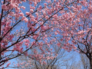 2016/03/27　これも早咲き桜