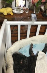 french bulldog　メグ15歳2ヶ月 大発作後の吸入