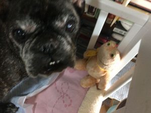 french bulldog　メグ15歳2ヶ月 ３回目発作の前
