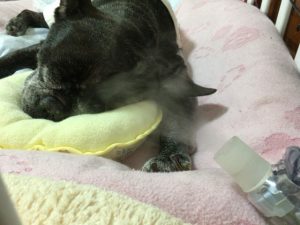 french bulldog　メグ15歳2ヶ月 大発作後の吸入
