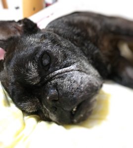 french bulldog　メグ15歳2ヶ月